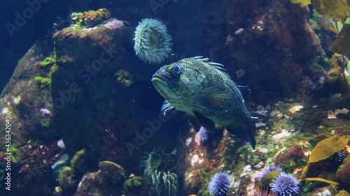 Close up shot of Blue rockfish in a beautiful underwater Aquarium photo