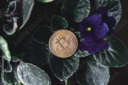 metal bitcoin on green leaves. The photo symbolizes the environmental agenda of the development of cryptocurrency mining technologies. In the future, the cryptocurrency will switch to renewable energy
