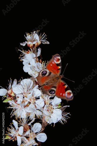 butterfly on a flower