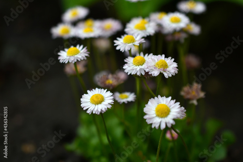 Small yellow and white chamomile flowers at dusk
