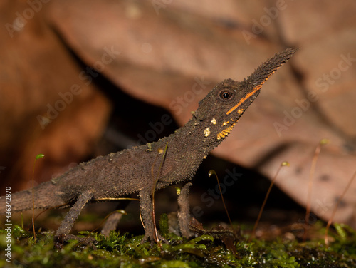 garden lizard; close up of a lizard; horned lizard; leaf nosed lizard; Lizard on leaf litter; lizard on tree; 
lizard on rock; rough horned lizard; Ceratophora aspera from Sri Lanka photo