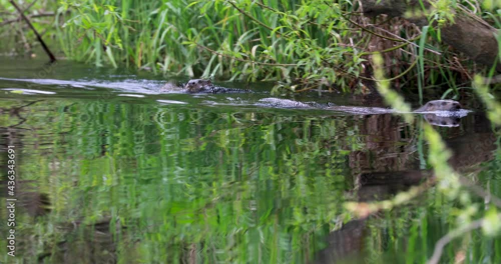 Eurasian otters, Lutra lutra, swimming in river on an early summers morning in Scotland. Eurasian otters, Lutra lutra, swimming in river on an early summers morning in Scotland.