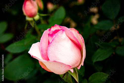 pink rose