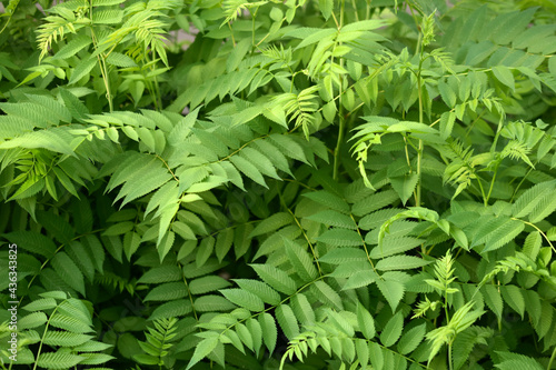 The bright green leaves of the mountain ash shrub  or   Sorbaria sorbifolia   