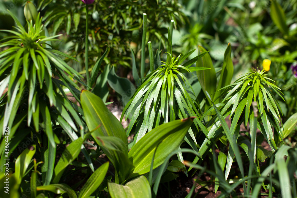 Plants in the garden. Background from plants. Plants in the garden. Background from plants.
