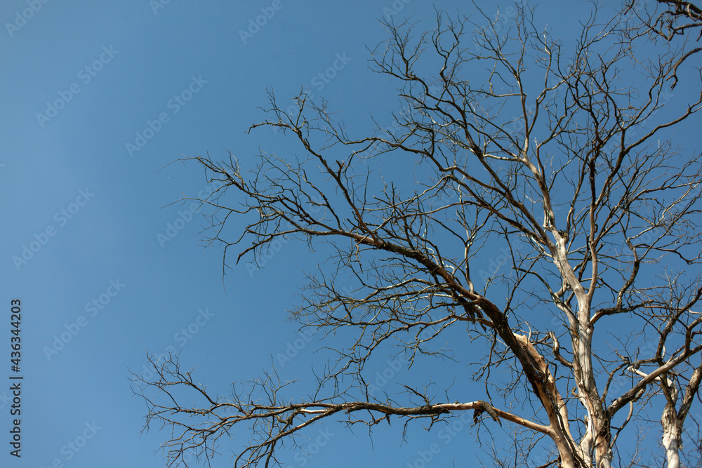 Dry oak. A tree against the sky. Dry branches without leaves. Dry oak. A tree against the sky. Dry branches without leaves.