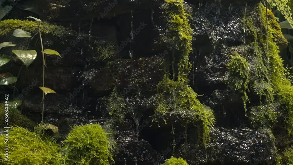 Flowing water on stones in a tropical rainforest. Nature, moss and water in a dark moist forest. Zen, relax concept video Flowing water on stones in a tropical rainforest. Nature, moss and water in a dark moist forest. Zen, relax concept video