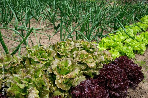 Detail of domestic vegetable garden with different variesties of lettuce and onion plants