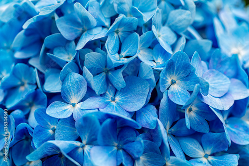 Blue Hydrangea flowers close-up