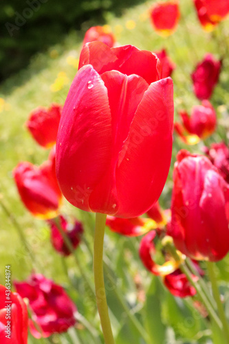 チューリップ 春 明るい 赤い 花びら かわいい 美しい 綺麗 幻想的 落ち着いた 鮮やか 群生 草