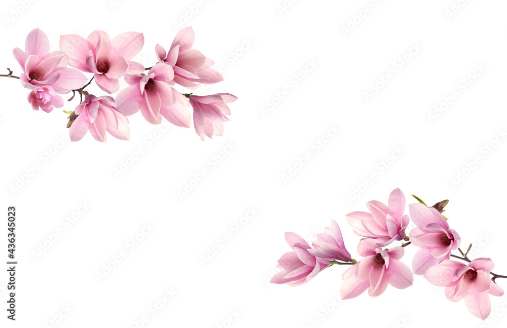 Beautiful pink magnolia flowers on white background Beautiful pink magnolia flowers on white background