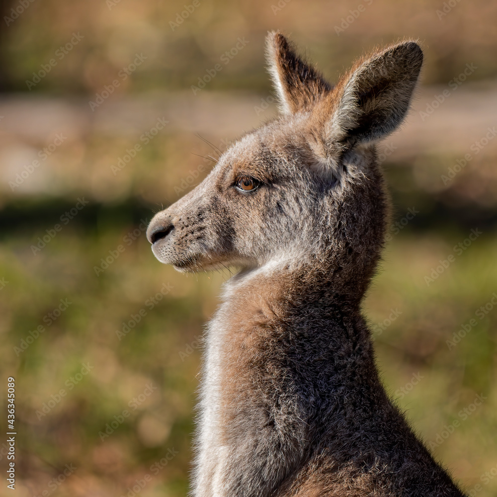 Eastern Grey Kangaroo portrait