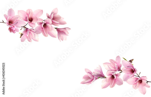 Beautiful pink magnolia flowers on white background © New Africa