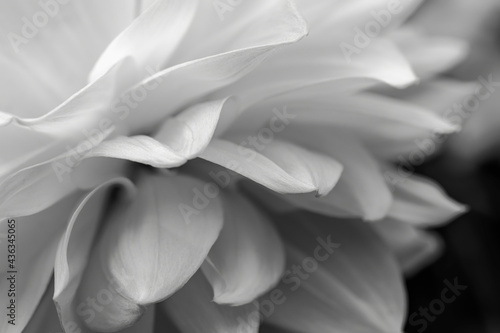 Dahlia flower petals close-up in black and white