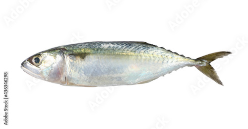 Fresh mackerel isolated on white background.