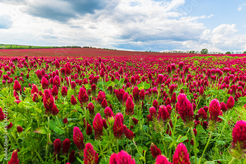 Red clover, Červený jetel, Jetel Nachový