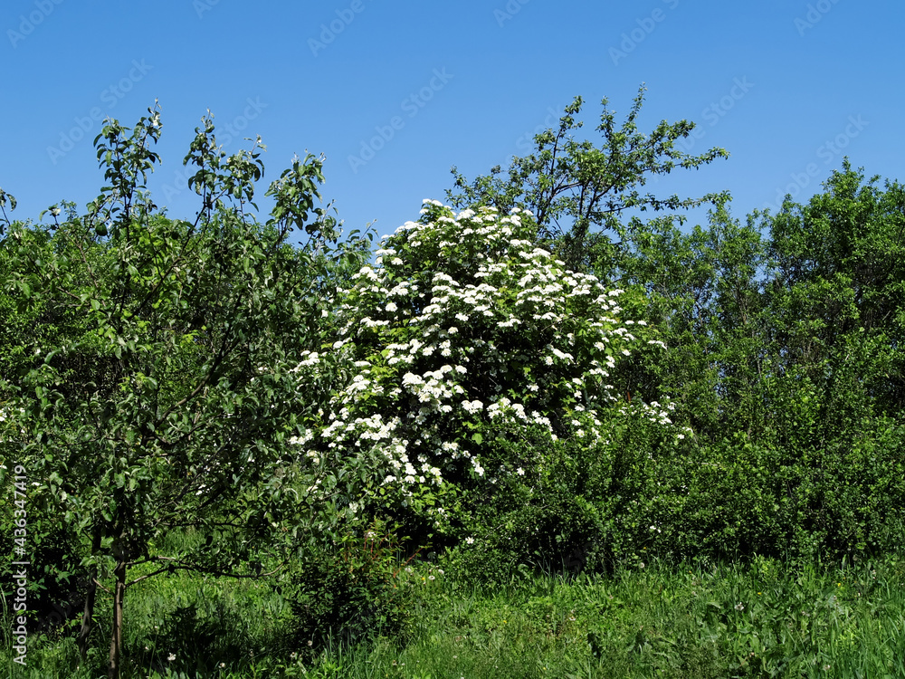 potassium flowers on a tree