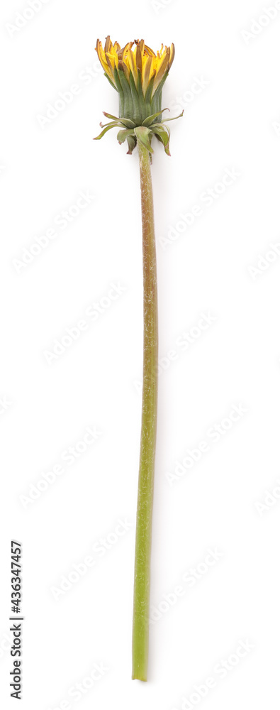 Obraz premium Dandelion bud on white background, top view