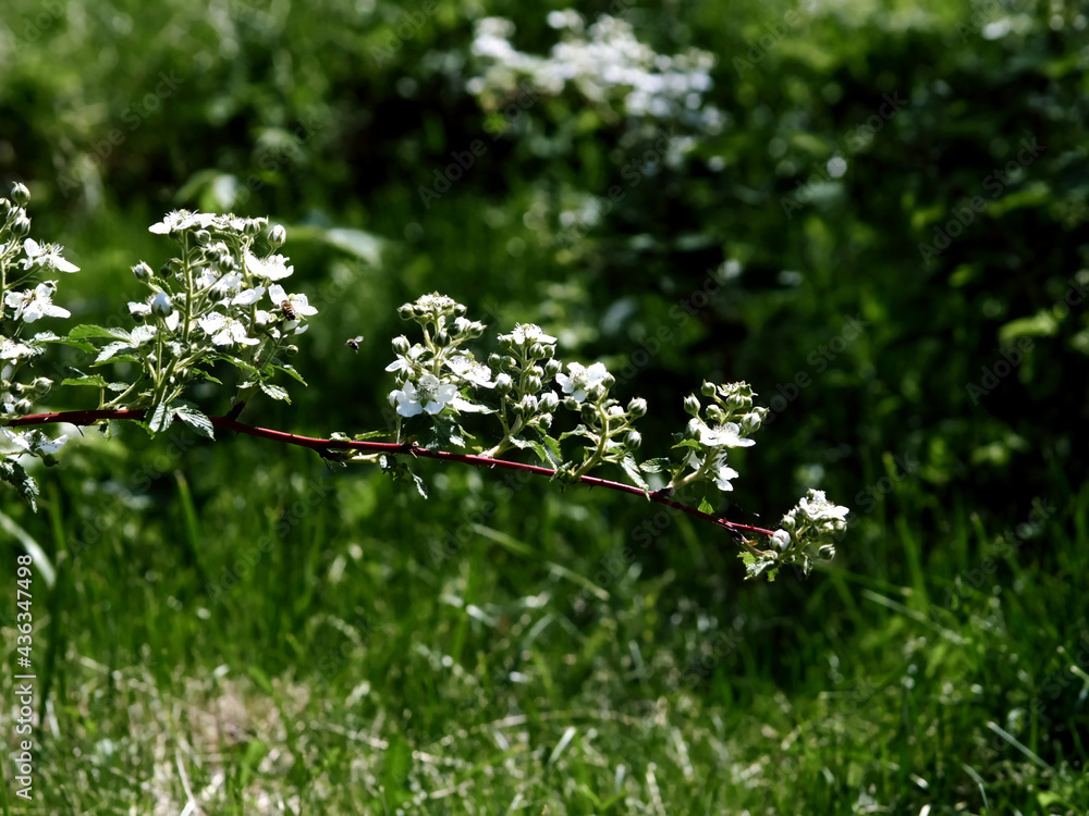 raspberry flowers on the branches in the garden, in summer raspberry flowers on the branches in the garden, in summer