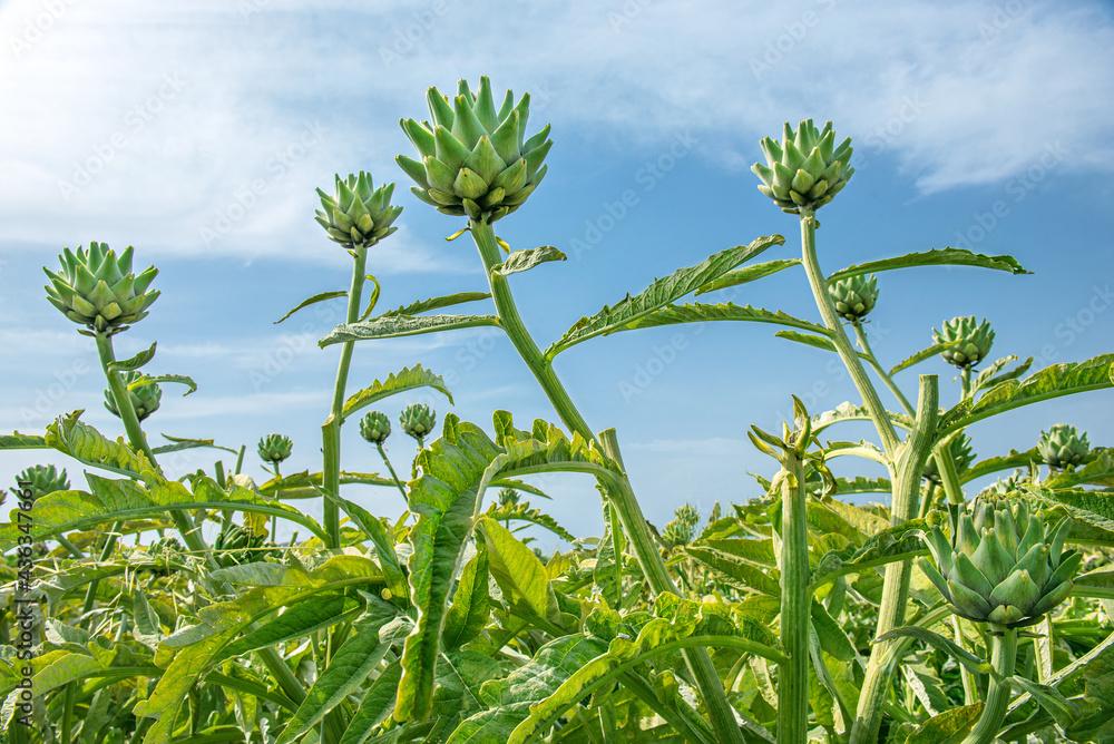 Green artichokes growing up in a field against blue sky background Green artichokes growing up in a field against blue sky background