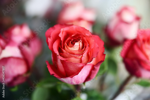 red roses in garden