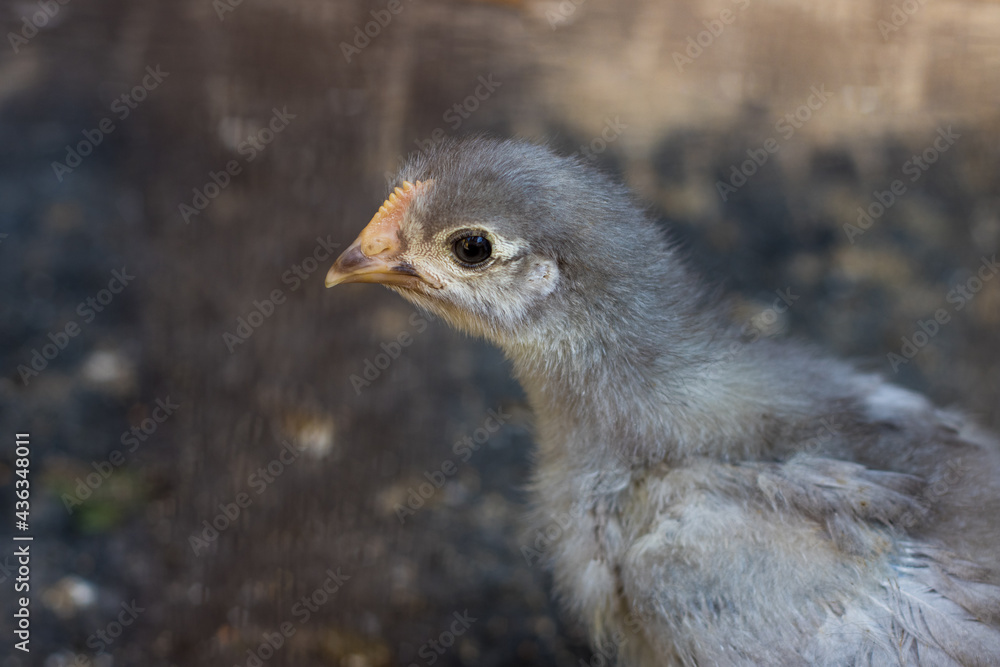 Obraz premium portrait of a little chicken