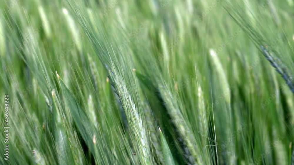 Spikes of green wheat swaying in the wind.Close-up handheld shooting Spikes of green wheat swaying in the wind.Close-up handheld shooting