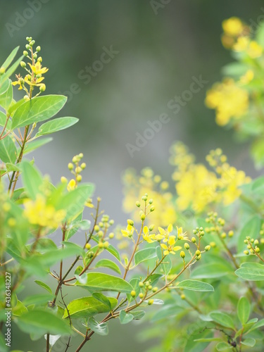 Galphimia, Gold Shower, Thryallis glauca yellow flower blooming in garden on nature background
