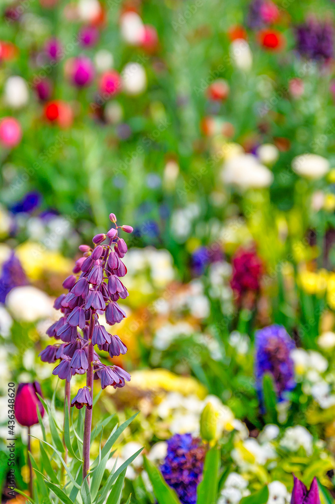 Fototapeta premium Bundesgartenschau 2021 in Erfurt.