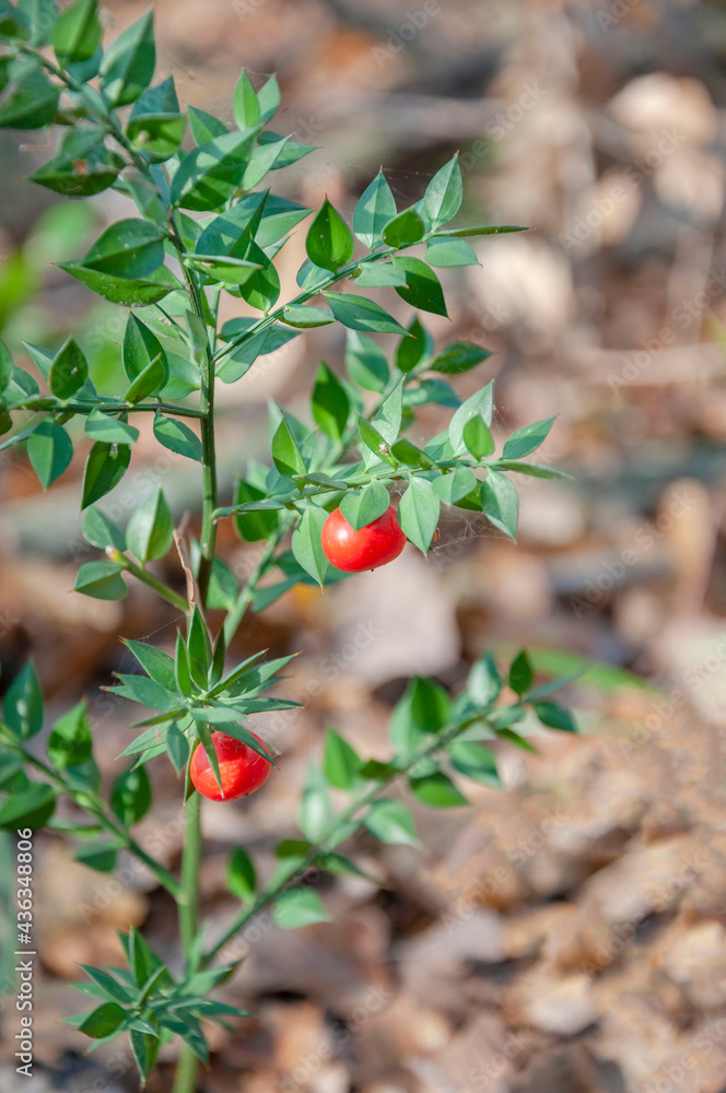 Fototapeta premium Butcher's broom is an evergreen plant with prickly leaves and red fruits