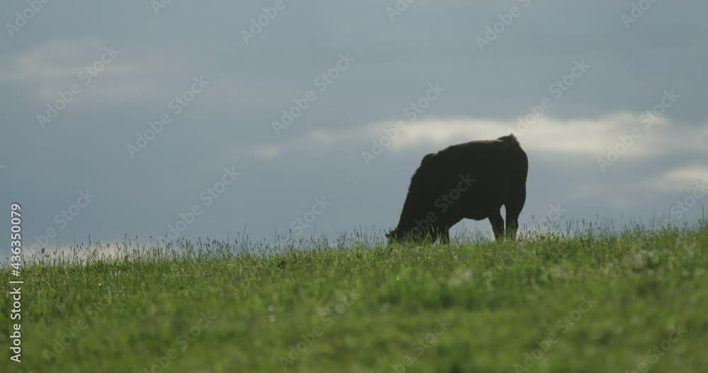 Cow eating on a grassy hill Cow eating on a grassy hill