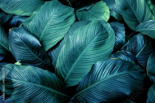 closeup nature view of tropical leaf background, dark tone concept