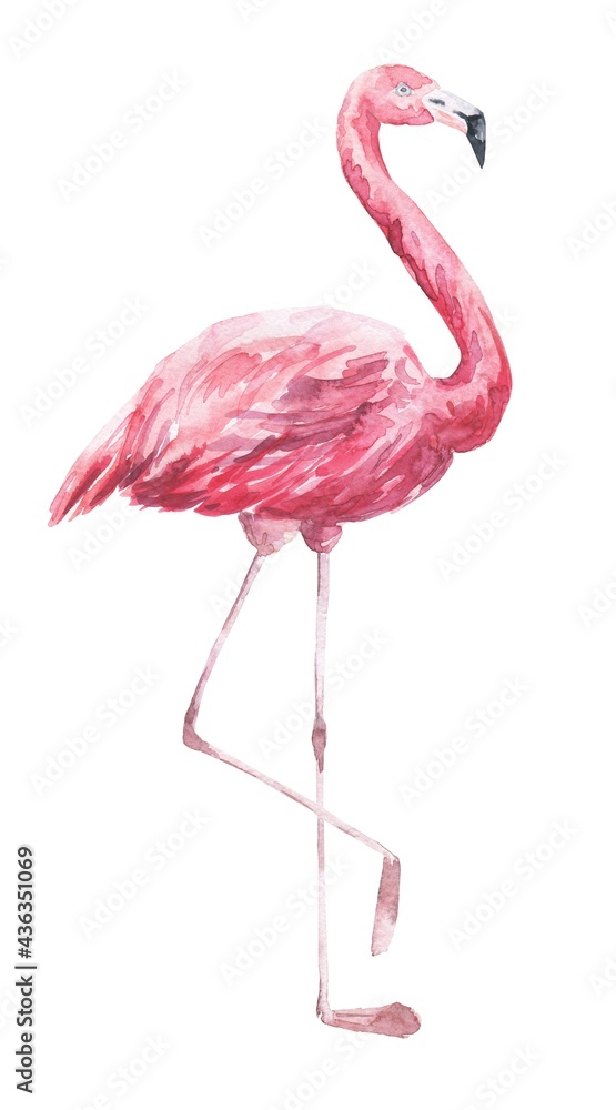 Fototapeta Akwarela różowy flaming na białym tle. Ilustracja akwarela tropikalny ptak.