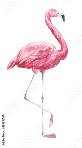 Watercolor pink flamingo on white background. Watercolour tropical bird illustration. © Ann Lou