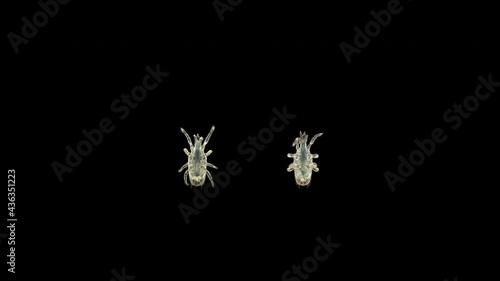 Predatory mite (acari) order Mesostigmata under a microscope, possibly of the Ascidae family. It feeds on larvae, insect eggs ... photo