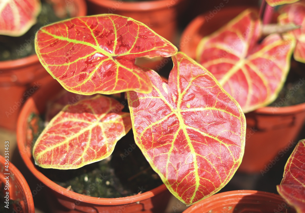 red Caladium bicolor leaves in plant pot. red Caladium bicolor leaves in plant pot.