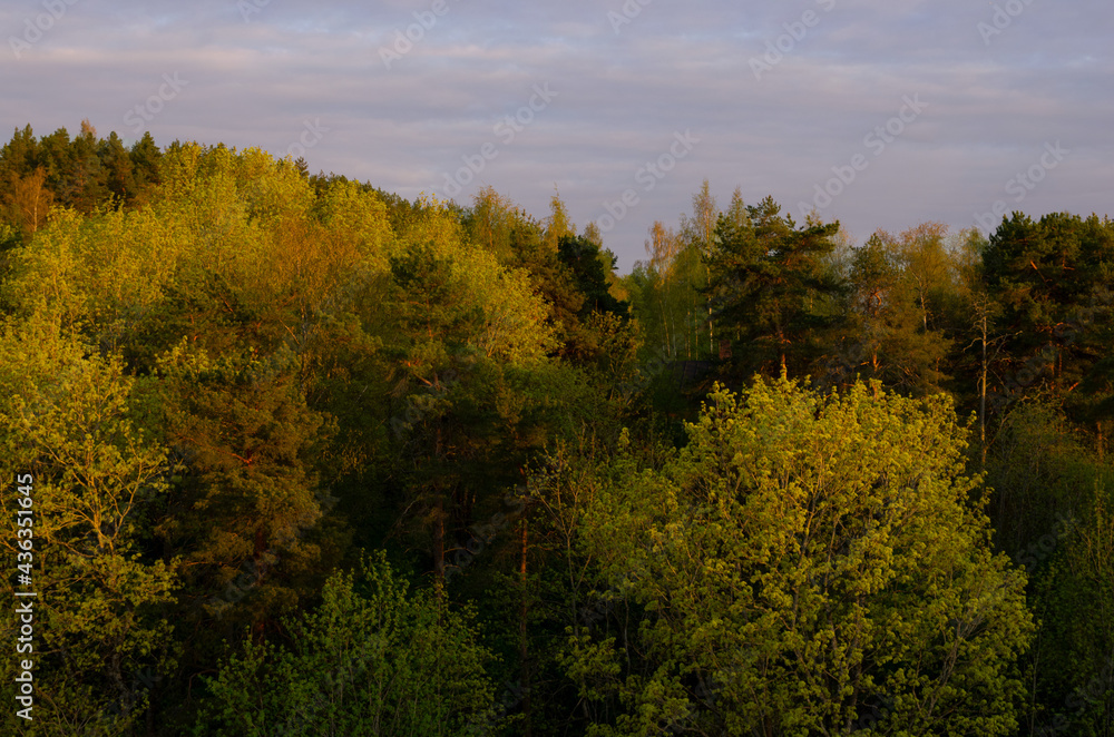 Fototapeta premium early spring forest in the morning