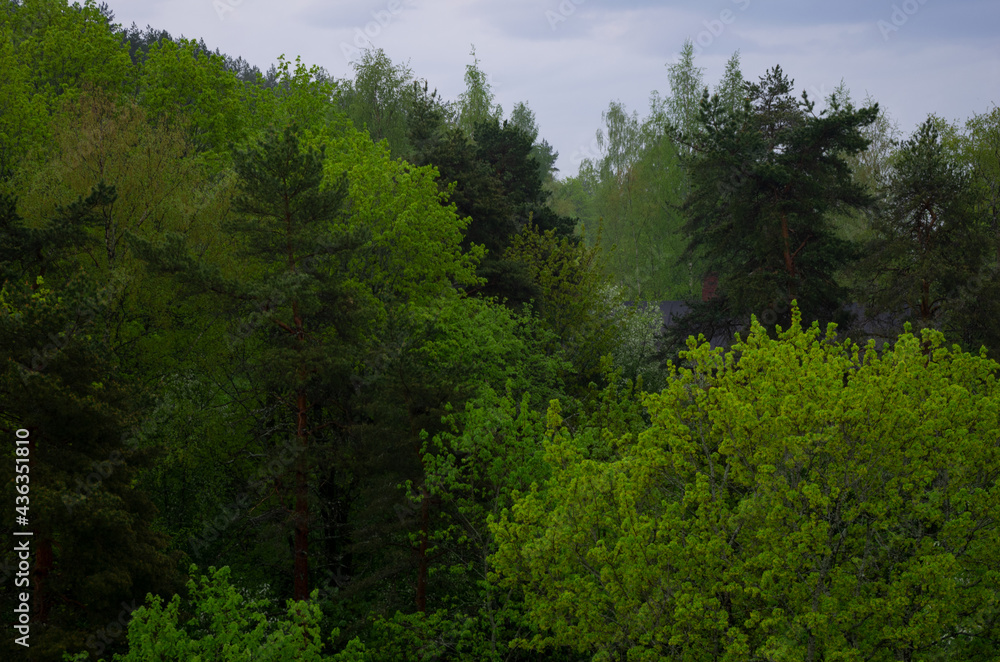 green forest in the morning in spring