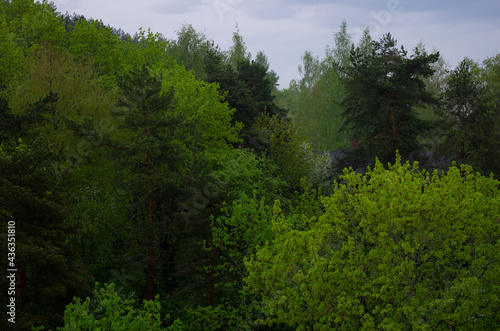 green forest in the morning in spring © K. Dufva