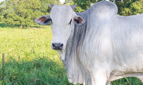 TOURO NELORE PO - BULL BRASIL