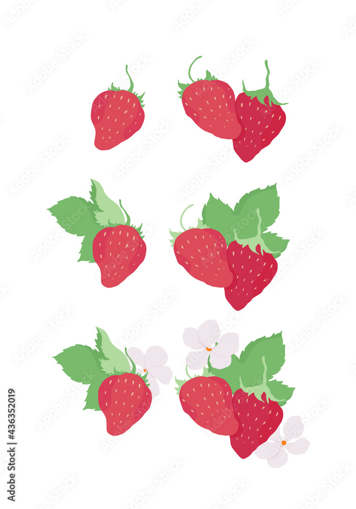 Vector strawberries. Strawberry flowers and leaves. Outline vector illustration on a white background. Vector strawberries. Strawberry flowers and leaves. Outline vector illustration on a white background.