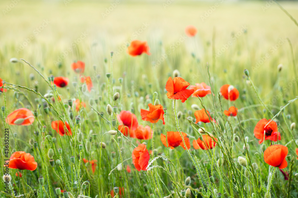 poppy field in summer sunlight poppy field in summer sunlight