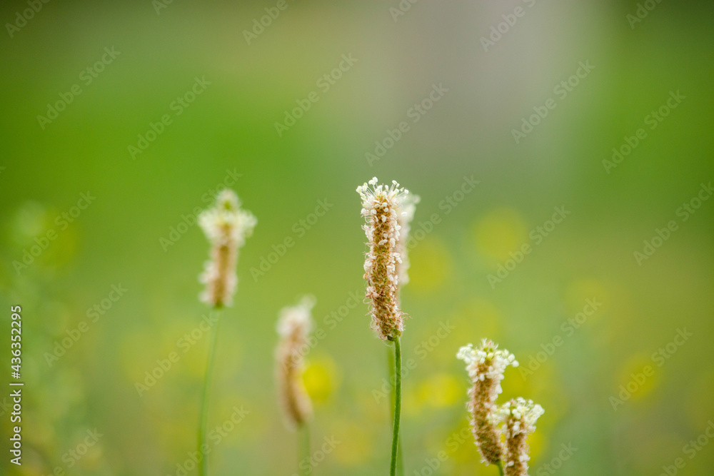 Plantago lanceolata. Flowering period. Kazakhstan, Almaty region.