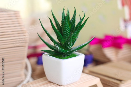aloe vera plant in a pot