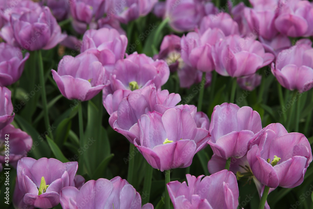 Field of purple tulips in the park Field of purple tulips in the park