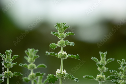 Marrubium. Macro shots. Kazakhstan, Almaty region.