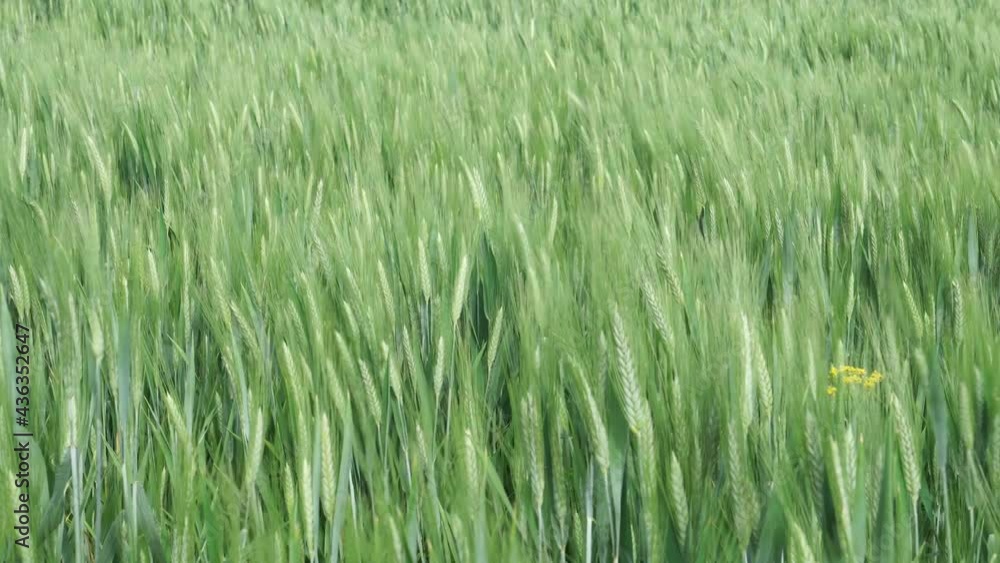 Spikes of green wheat swaying in the wind.Close-up handheld shooting Spikes of green wheat swaying in the wind.Close-up handheld shooting