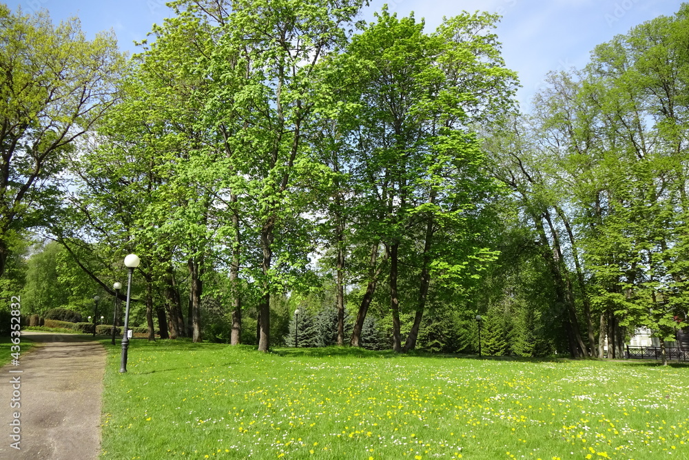 Walkway for pedestrians with lamposts in Kadriorg park, Tallinn, Estonia. Meadow with wild white and yellow flowers. Green foliage on trees.