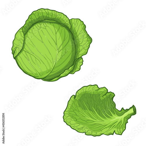 Hand Drawn Cabbage, and a cabbage leaf. Vector illustration isolated on a white background.
