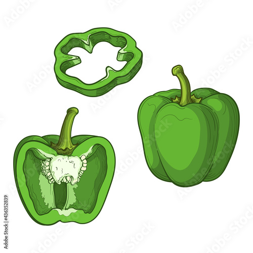Green pepper, half a pepper and a slice, isolated on a white background. Vector illustration of vegetables in cartoon style.